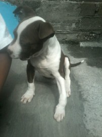 Daisy